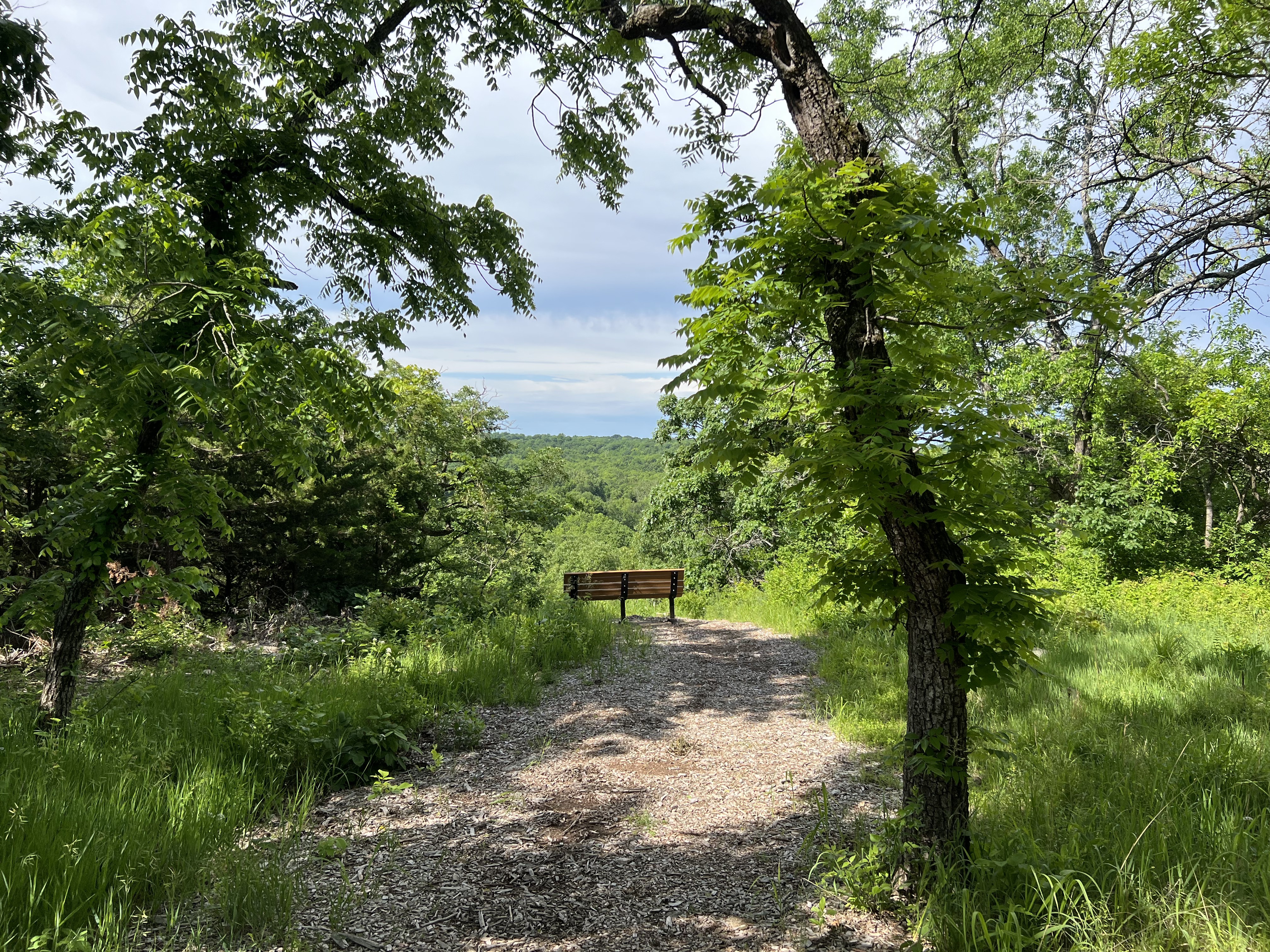 A park bench overlooking a forest, shot from behind through a tunnel of trees